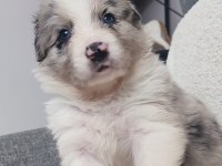 Sağlıklı safkan border collie yavrular