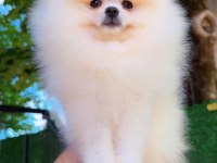 Pomeranian Boo Yavru