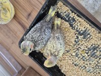 Nutribird a21 ile elle beslenen sağlıklı sultan yavrular