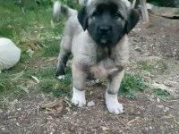 Bayrama özel kangallarımız sizi bekliyor