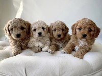 RESMİ İŞLETMEDEN MALTİPOO CİNSİ YAVRULAR