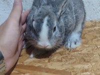 MAVİ GÖZ CÜCE YAVRU TAVŞAN