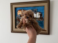 Teacup Maltıpoo Yavrularımız