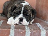 Harika anatomi ingiliz bulldog