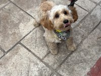 Safkan maltipoo 5,5 aylık erkek