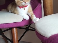 Tekir kedimiz