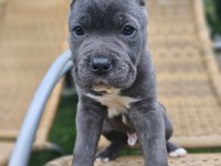 Blue dişi ve erkek cane corso king yavrular