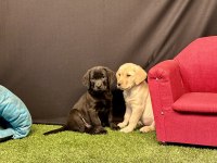 Harika Labrador Retriever Yavruları