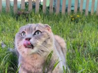 Tefo scottish fold