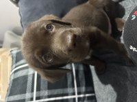 Chocolate Labrador Yavru