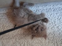 British Longhair Kumru ailesini arıyor
