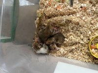 Minik hamster bebekler