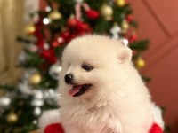 Kızımız acil sahiplendirilecek pomeranian