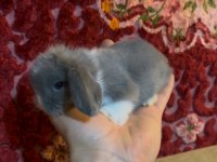 Blue ve beyaz mavi göz hollanda lop tavşanı