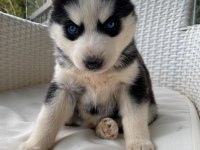 Orijinal veteriner kontrollü husky yavrularım