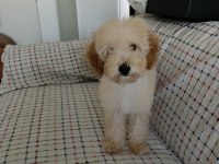 Toy poodle 5 aylık köpeğimiz