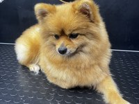 Uygun Annelik Tecrübeli Dişi Pomeranian Boo
