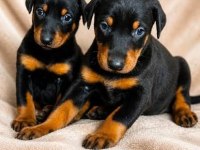 2 Aylik Sadik Soldier Doberman Yavrularim