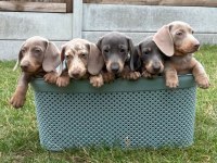 Bir Çok Seçenek İle Dachshund Bebekler Çiftliğimiz