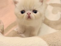 Safkan Şecereli Exotic Shorthair Garfield erkek Yavrum