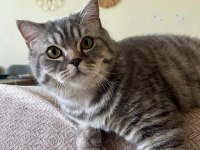 British Shorthair (Gri Renk Erkek)