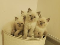 Blue Point British Shorthair Babys