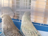 KONUŞTURMALIK ALIŞTIRMALIK A KALİTE ŞOV JUMBO KUŞLAR