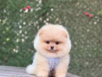 Sağlık Ve Irk Garantili Pomeranian