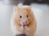 Suriye hamster yavrular