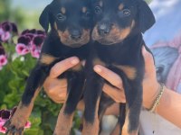 Doberman yavrular
