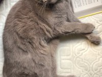Scottish fold kedimi ücretsiz sahiplendirmek istiyorum
