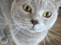 British shorthair dişi 1 yaşında iç dış paraziti var