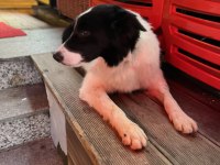 Eğitimli Border Collie – SKS 1.si İstanbul