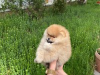 ORİJİNAL TEDDY FACE POMERANİAN YAVRU