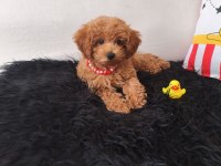 Peluş Bir Kız Toy Poodle