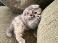 Bebek Surat Dişi Scottish Fold