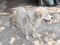 Rus finosu 3 yaşında