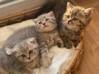Bebeksu British Shorthairler