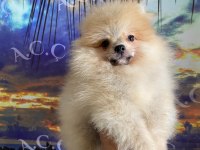 Çok Uyguna Verilecek Pomeranian İşim Dolayısıyla