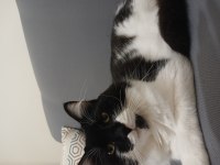 Kedimiz yaman 3 yaşında maine coon