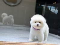 SAĞLIK VE IRK GARANTİLİ POMERANİAN KÖPEĞİ