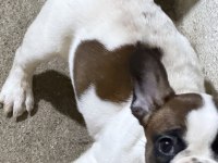 Son dişi french bulldog günü gelen aşıları yapıldı