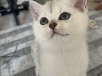 British shorthair silver ns11