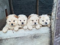 2 dişi ve 1 erkek üst vasıf chow chow