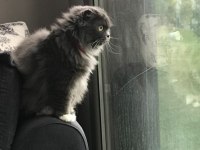 Scottish fold longhair kedimize yeni bir ev arıyoruz