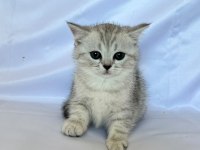 Minik british shorthair prenses