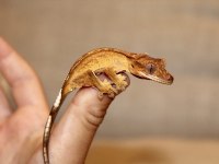 Evil Crested Geckolar