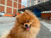 Pomeranian Erkek