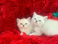 Güzel british shorthair yavrular yeni yuvalarını arıyor