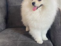 Pomeranian Boo Ayıcık Surat 8 Aylık Erkek